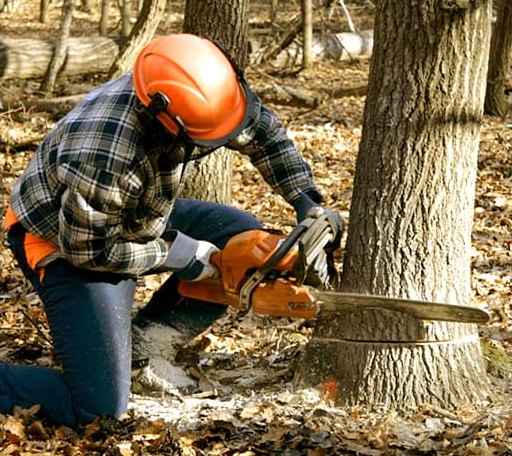 Tree Removal in Dimmitt, TX